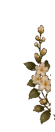Melati Kiri