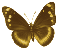 Golden Butterfly